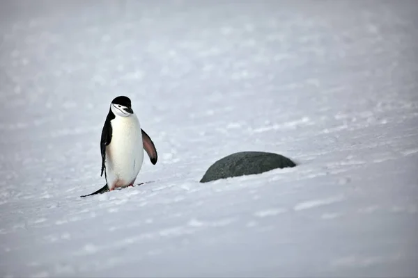 Gentoo Pingvin Strandon — Stock Fotó