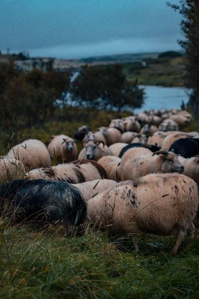 Flock Sheep Mountains — Stock Photo, Image
