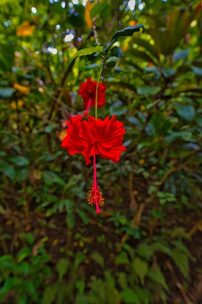 Rote Hibiskusblüte Garten — Stockfoto