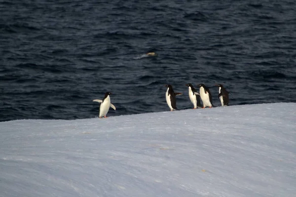 北極のジェンツーペンギン — ストック写真