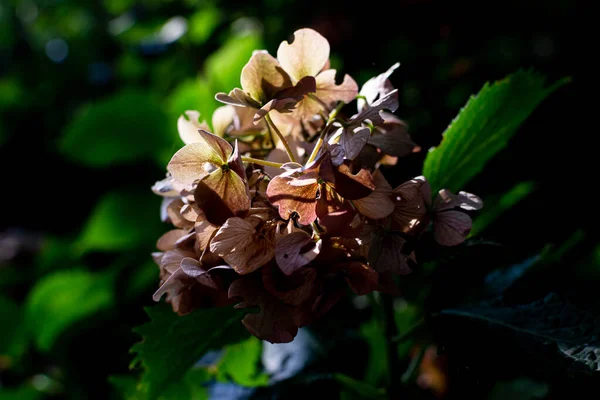 Hermoso Plano Botánico Fondo Pantalla Natural — Foto de Stock