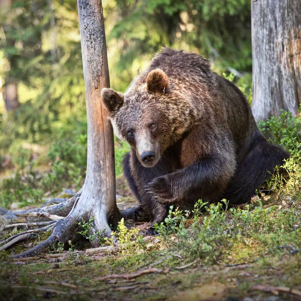 Brunbjörnar Den Vilda Naturen — Stockfoto