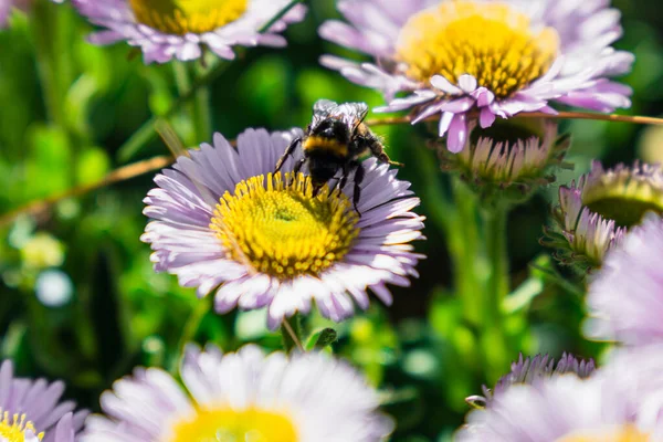 Abelha Coletando Pólen Uma Flor — Fotografia de Stock