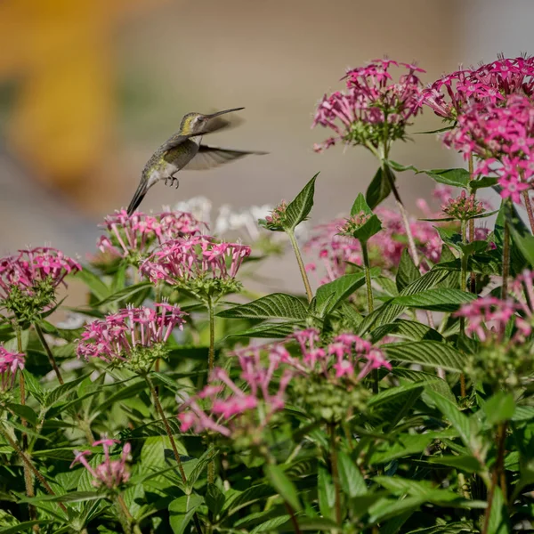 Close Uitzicht Van Schattige Vogel — Stockfoto