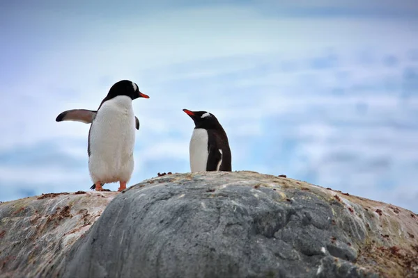 Gentoo Penguin Beach — Stock Photo, Image