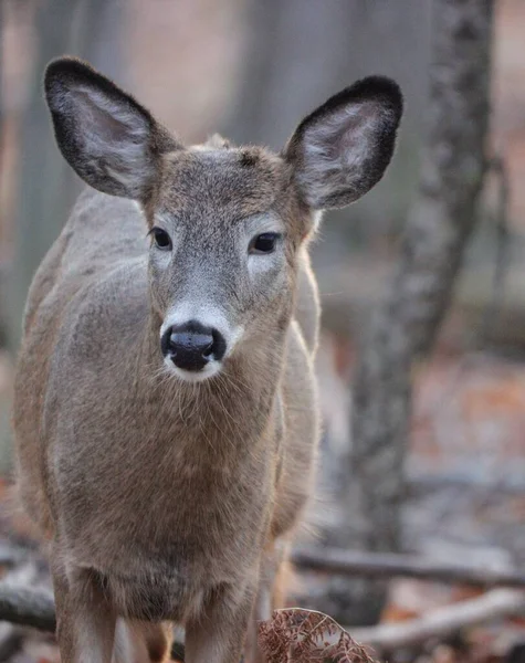 Closeup Shot Young Deer Forest — Stock Photo, Image