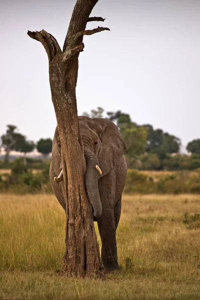 Elefante Africano Sabana Kenya —  Fotos de Stock