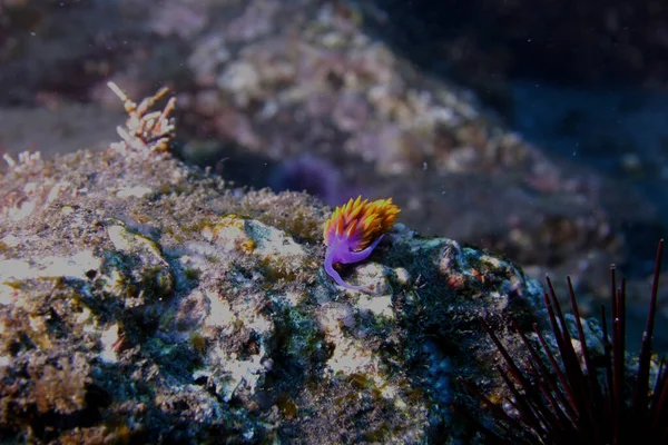 Wunderschöne Unterwasserwelt Des Meeres Der Karibik — Stockfoto