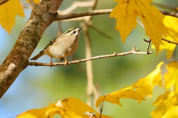 Vogel Auf Einem Ast Eines Baumes — Stockfoto