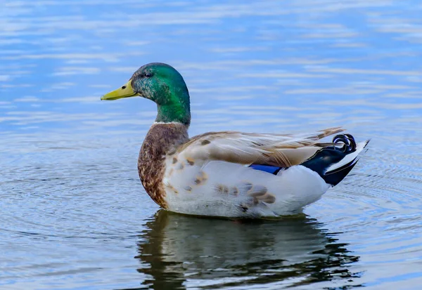 Duck Swimming Water — Stock Photo, Image