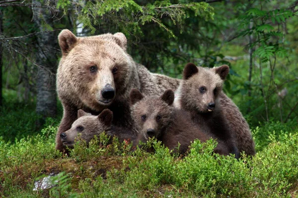 Καφέ Αρκούδες Στην Άγρια Φύση — Φωτογραφία Αρχείου