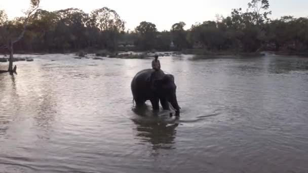 Aufnahmen Von Badenden Elefanten Meer — Stockvideo