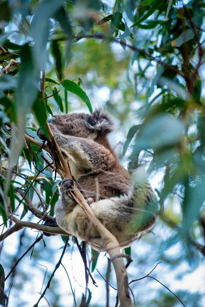 Bellissimo Albero Eucalipto Arrampicata Koala Australia — Foto Stock