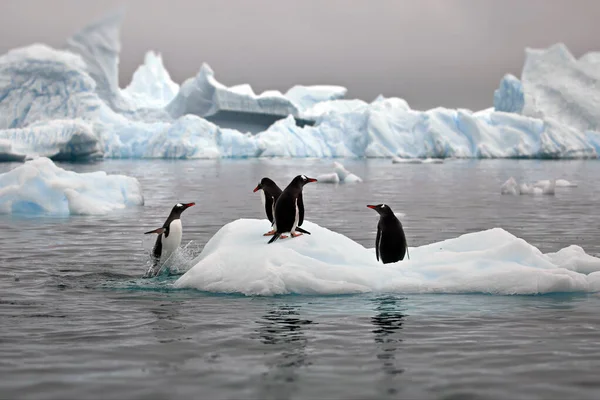 Grupo Pinguins Neve — Fotografia de Stock