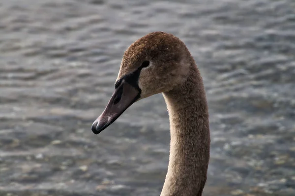 Close Retrato Belo Cisnes Brancos Fundo Lago — Fotografia de Stock