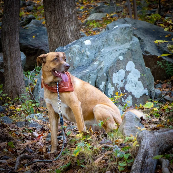 Câine Pădure — Fotografie, imagine de stoc