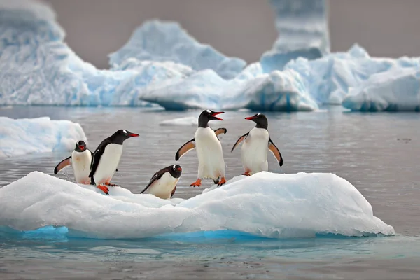 Grupo Pinguins Neve — Fotografia de Stock