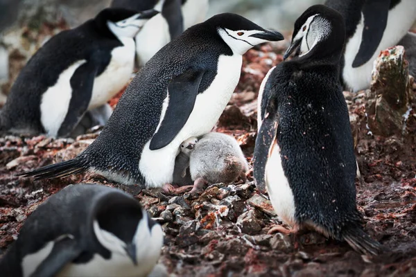 Gentoo Пингвины Море — стоковое фото