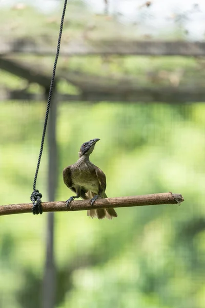 Oiseau Assis Sur Une Branche Dans Forêt — Photo