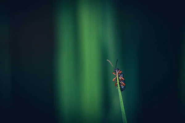 Beau Papillon Sur Fond Vert — Photo