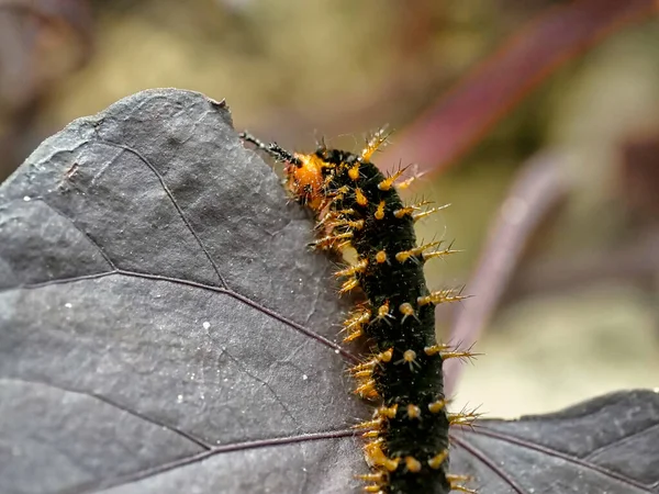 Close Van Een Mooie Vlinder — Stockfoto