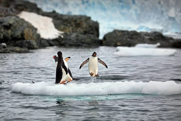Coppia Pinguini Sulla Spiaggia — Foto Stock