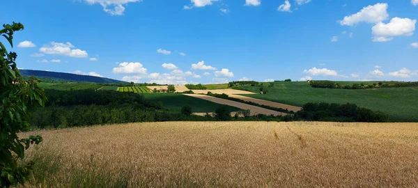 Schöne Landschaft Mit Weizenfeldern Obstplantagen Und Schönem Blauen Himmel Mit — Stockfoto