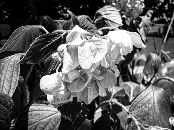 Ασπρόμαυρη Εικόνα Ενός Όμορφου Λουλουδιού — Φωτογραφία Αρχείου