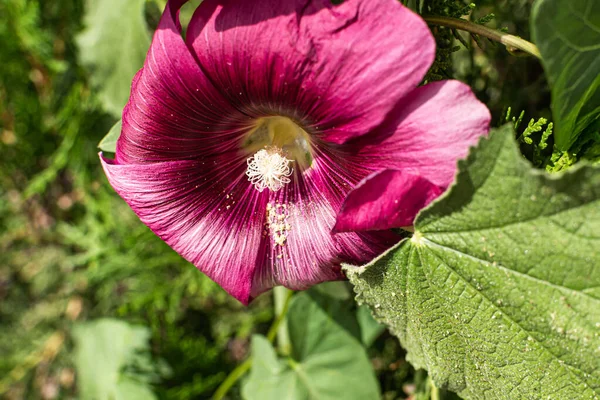 Hermosas Flores Jardín — Foto de Stock