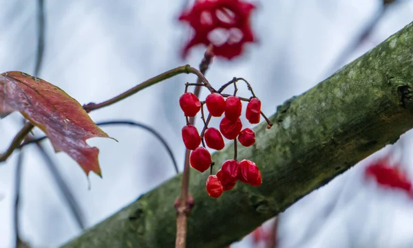树上的红色浆果 — 图库照片