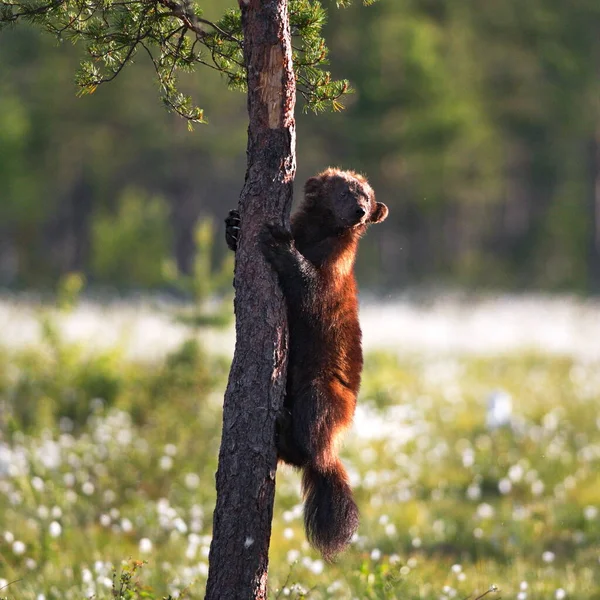 森の中の茶色のクマは — ストック写真