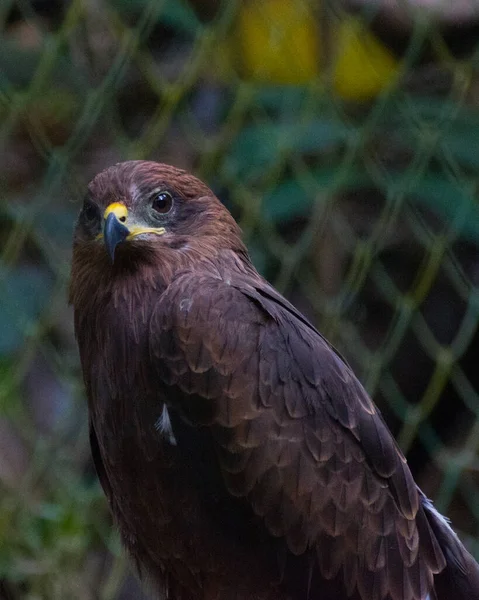 鳥の接近だ — ストック写真