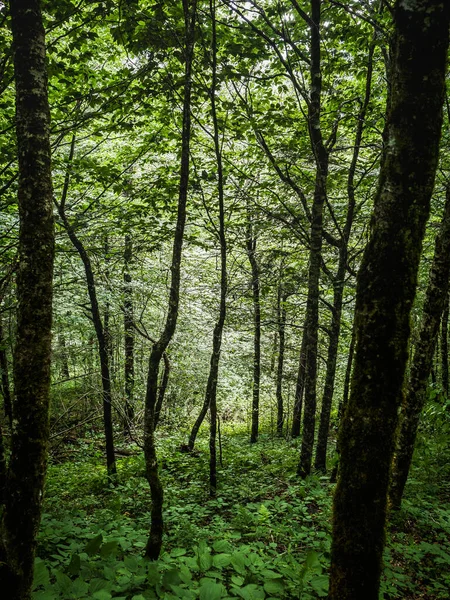 Bosque Verde Por Mañana — Foto de Stock