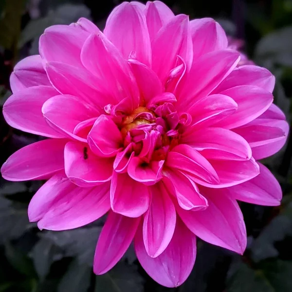 Belle Fleur Dahlia Rose Dans Jardin — Photo