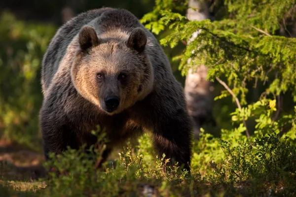 Niedźwiedzie Brunatne Naturze — Zdjęcie stockowe