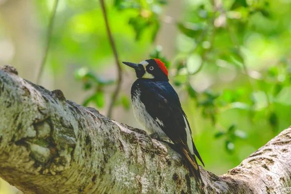 Pájaro Está Sentado Una Rama Árbol — Foto de Stock