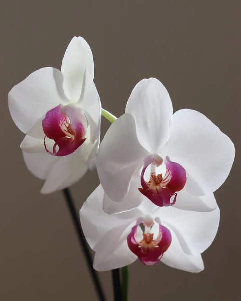 Koyu Arkaplanda Güzel Orkide Çiçekleri — Stok fotoğraf