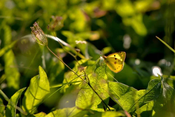 蝴蝶落在绿叶上 — 图库照片