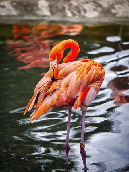 Beautiful Pink Flamingo Phoenicopterus Ruber — Stock Photo, Image