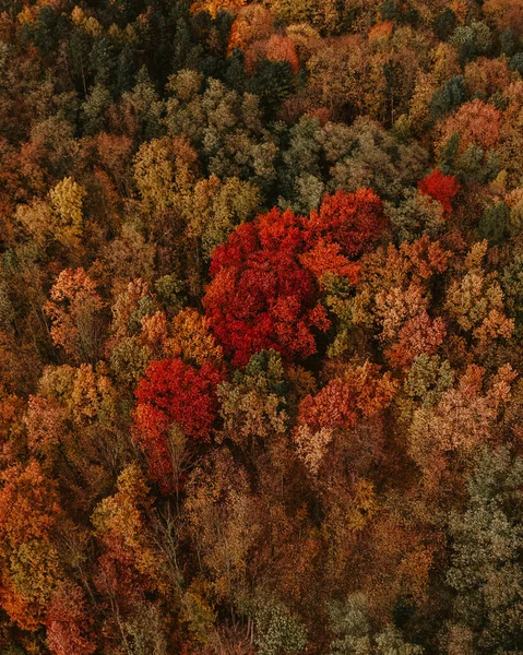 Piękny Jesienny Krajobraz Kolorowymi Liśćmi — Zdjęcie stockowe