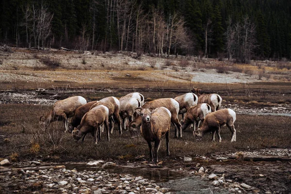 Herd Wild Boar Mountains — Stock Photo, Image