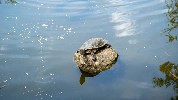 Schildpad Het Water — Stockfoto