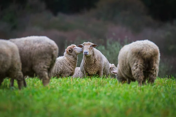 Sheep Meadow — Stock Photo, Image