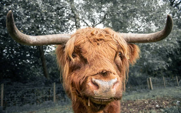 Una Vaca Grande Color Marrón Con Cuernos Grandes —  Fotos de Stock