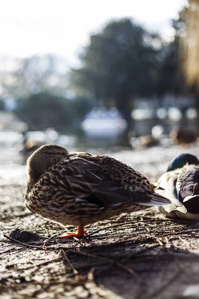 Eine Herde Enten Auf Dem Boden — Stockfoto