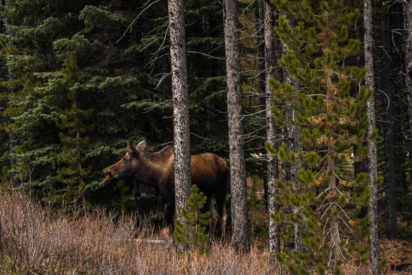 Ein Grizzlybär Wald — Stockfoto