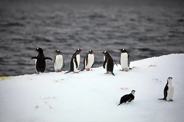 Gentoo Pingvin Séta Strandon — Stock Fotó