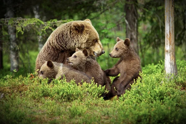 Бурые Медведи Дикой Природе Животные — стоковое фото