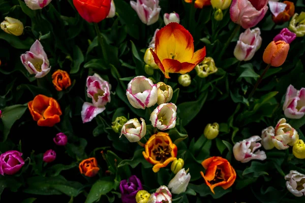 Schöne Bunte Tulpenblumen Mit Schönem Hintergrund Einem Frühlingstag Von Oben — Stockfoto