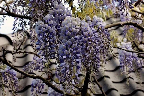 Hermosas Flores Jardín — Foto de Stock